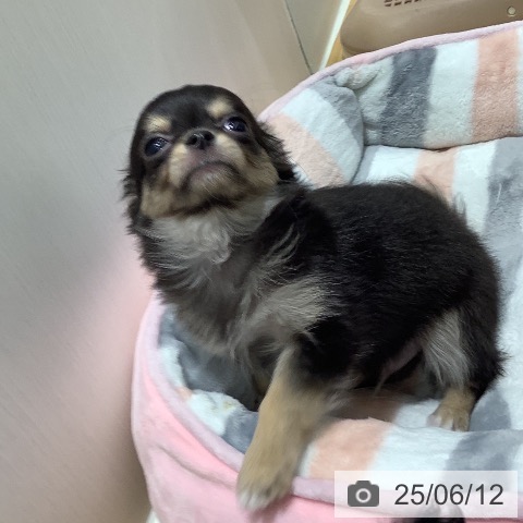 チワワの写真