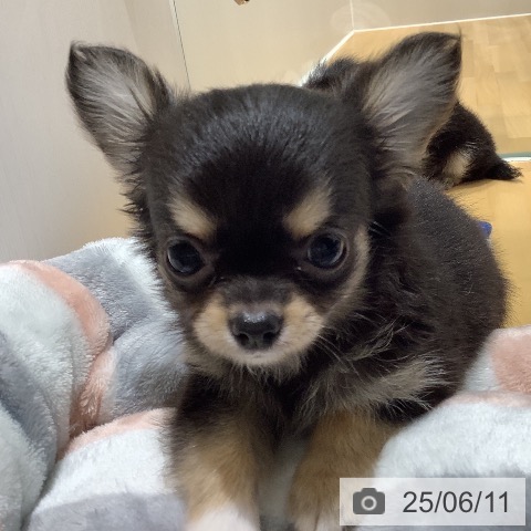 チワワの写真