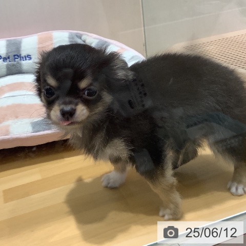 チワワの写真