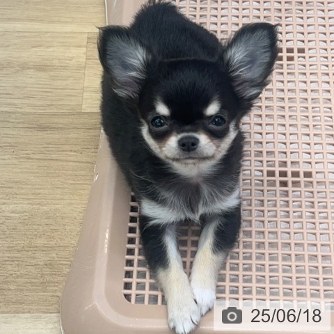 チワワの写真