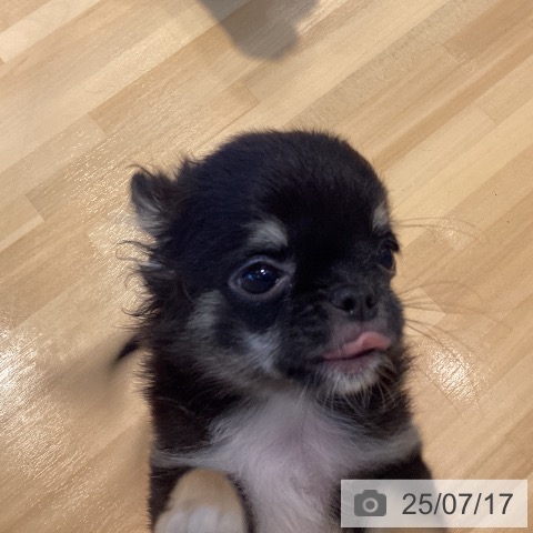 チワワの写真