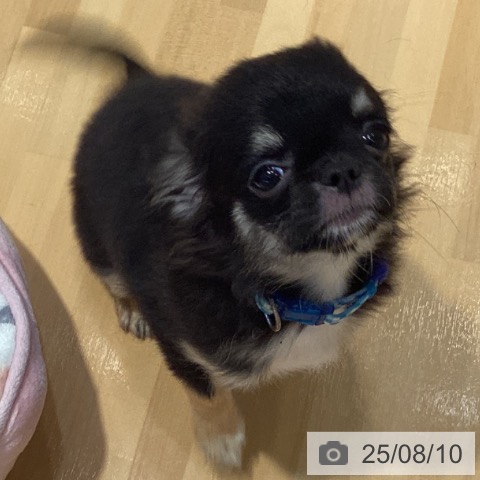 チワワの写真