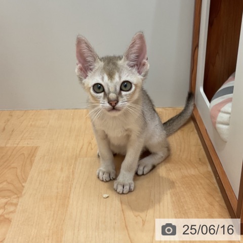 シンガプーラの写真