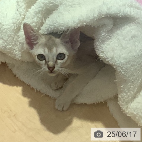 シンガプーラの写真