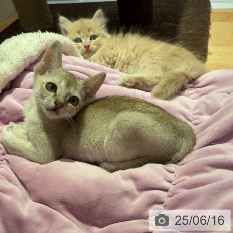 シンガプーラの写真