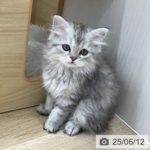 スコティッシュフォールドの写真