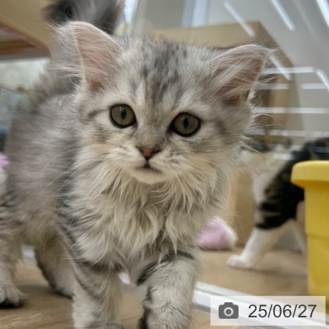 スコティッシュフォールドの写真