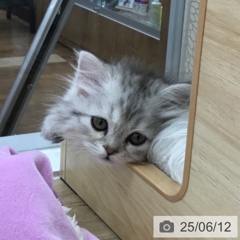 スコティッシュフォールドの写真