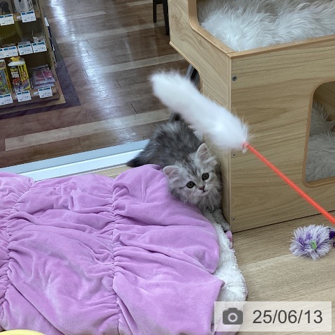 スコティッシュフォールドの写真
