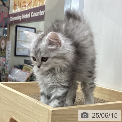 スコティッシュフォールドの写真