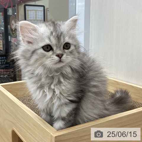 スコティッシュフォールドの写真