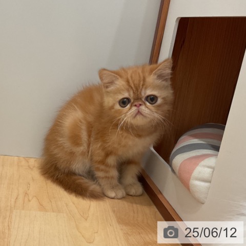 エキゾチックの写真