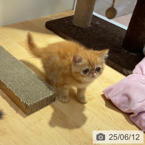 エキゾチックの写真