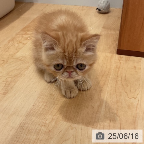 エキゾチックの写真