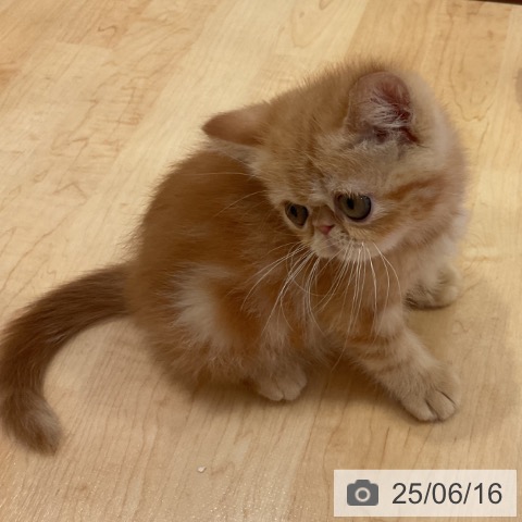 エキゾチックの写真