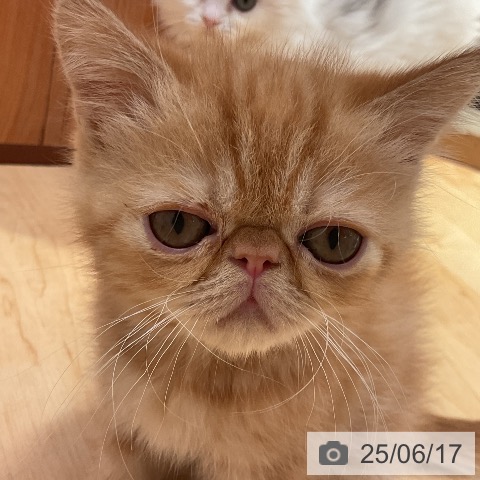 エキゾチックの写真