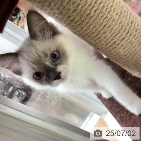 ラグドールの写真