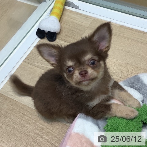 チワワの写真