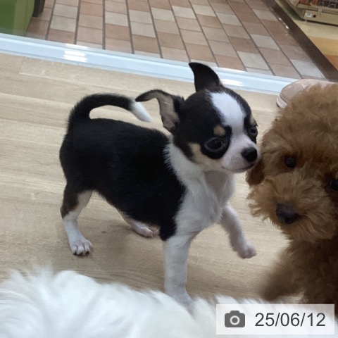 チワワの写真