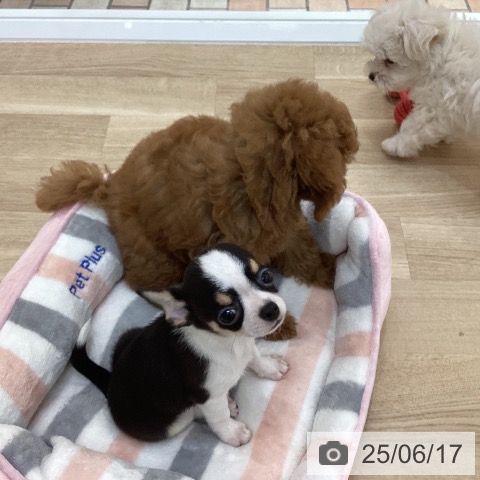 チワワの写真