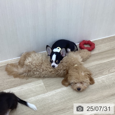 チワワの写真