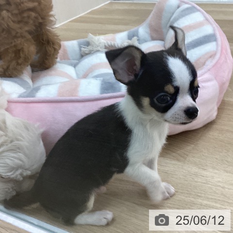 チワワの写真