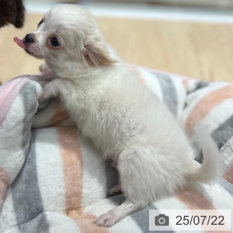 チワワの写真