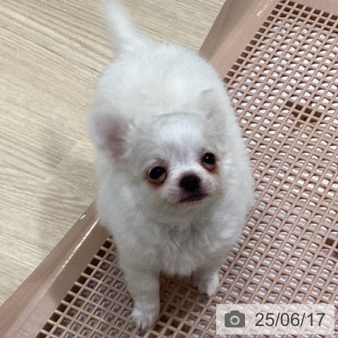 チワワの写真