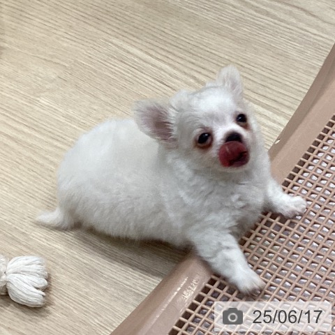 チワワの写真