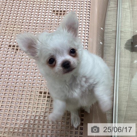 チワワの写真