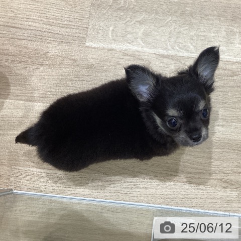 チワワの写真