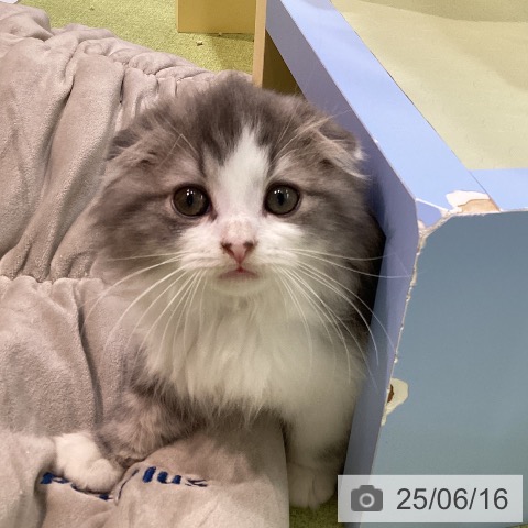スコティッシュフォールドの写真