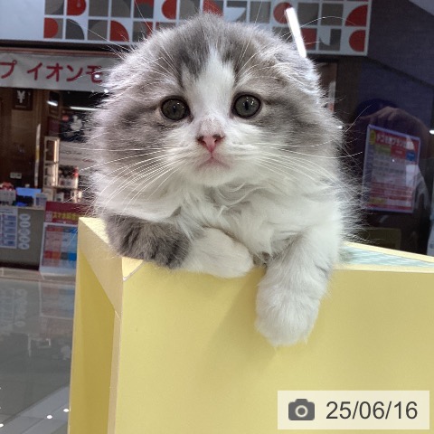 スコティッシュフォールドの写真