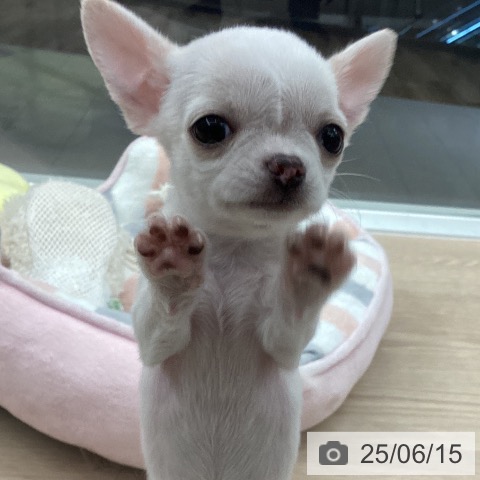 チワワの写真