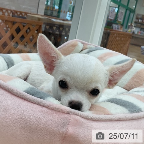 チワワの写真
