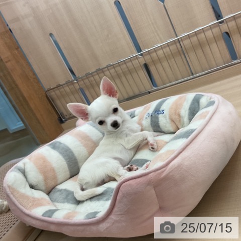 チワワの写真