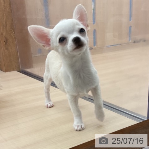 チワワの写真