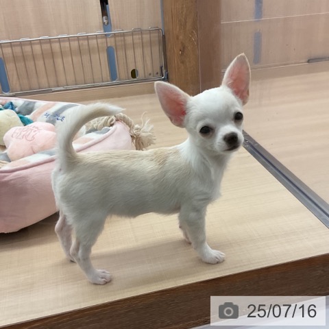 チワワの写真
