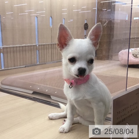 チワワの写真
