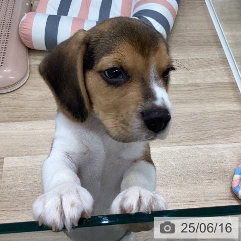 ビーグルの写真