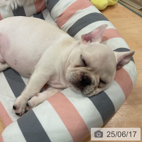 フレンチ・ブルドッグの写真