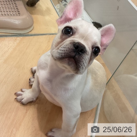 フレンチ・ブルドッグの写真