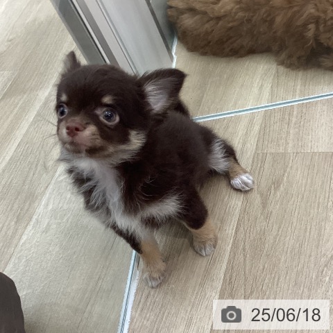 チワワの写真