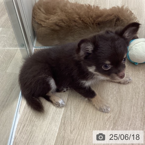 チワワの写真