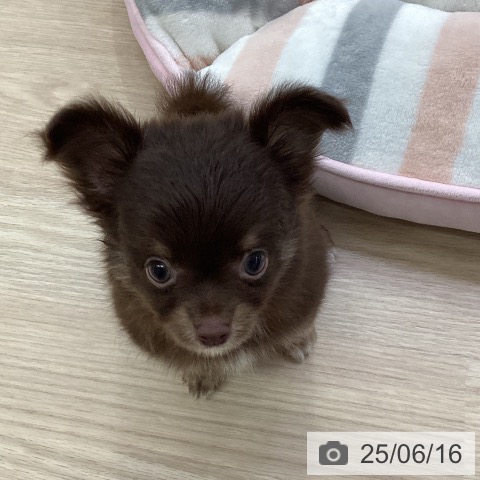 チワワの写真
