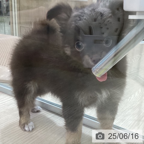 チワワの写真