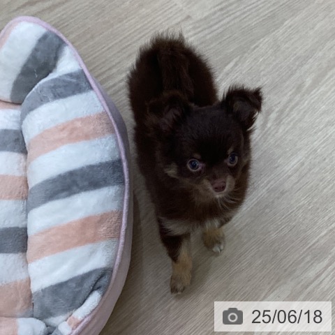 チワワの写真