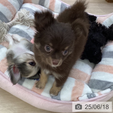 チワワの写真