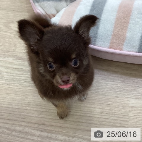 チワワの写真