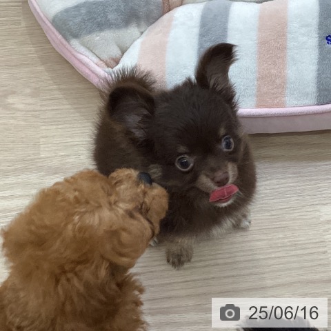 チワワの写真